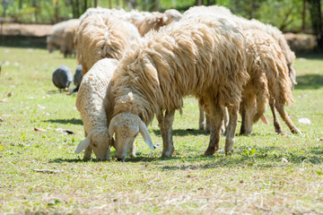 Sheep Grazing in a Green Field