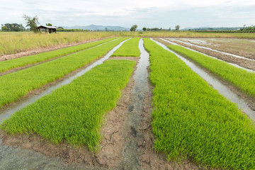 Rice seedlings ready for planting.