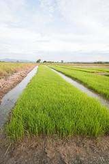 Rice seedlings ready for planting.