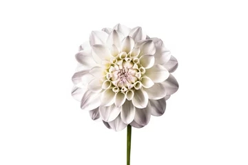 Photo sur Plexiglas Dahlia Dahlia. Fleur de Dahlia isolé sur fond blanc