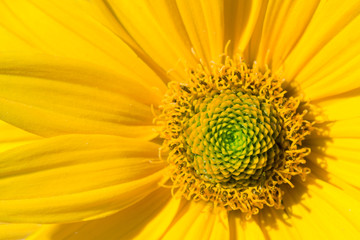 Yellow abstract flower. Macro.
