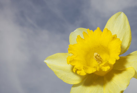 Daffodil flower with sky and clouds behind