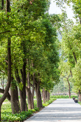 Obraz premium Laubbaum in Jiangyin