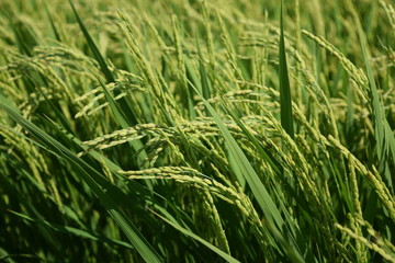 実り始めた田園風景／山形県の庄内地方で、稲が実り始めた田園風景を撮影した写真です。