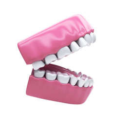 Permanent teeth, adult dentition