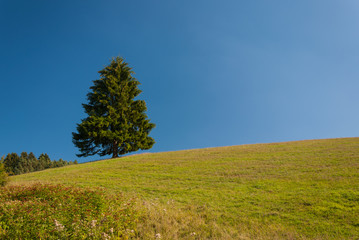 Solitary spruce on the hill - Sklabina, Martin, Slovakia