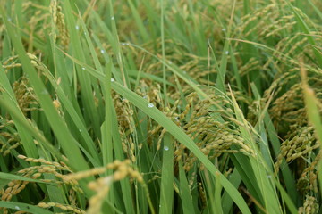 実り始めた田園風景／山形県の庄内地方で、稲が実り始めた田園風景を撮影した写真です。