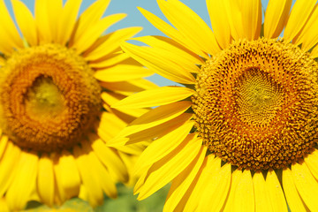 Naklejka premium Sunflowers in the field, ourdoors