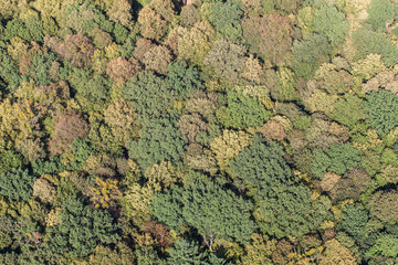 aerial view of the forest