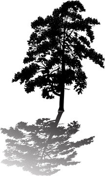 single black pine large silhouette with shadow
