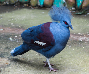 funny blue bird