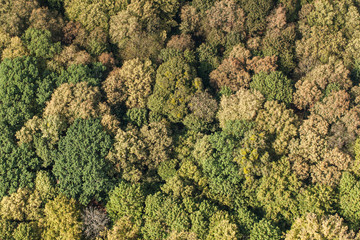 Naklejka premium aerial view of the forest