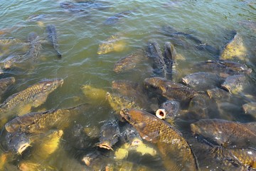 池で泳ぐ鯉／山形県庄内地方の池で泳ぐ鯉を撮影した写真です。