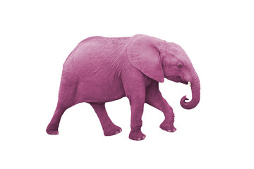 Pink Elephant isolated on a white background