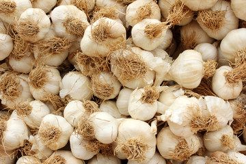Garlic 