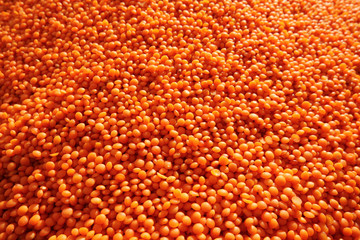 Red Lentils