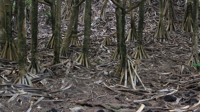 vacoas ou pinpin de la R&eacute;union