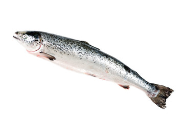 Sea trout isolated on white