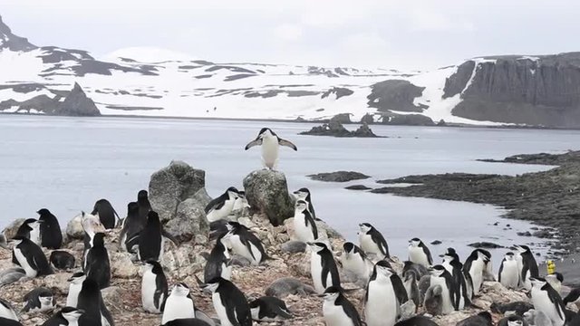 Chinstrap Penguins colony in Antarctica