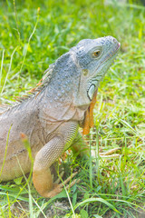 Fototapeta premium iguana