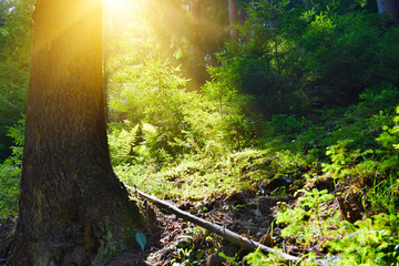 Summer forest