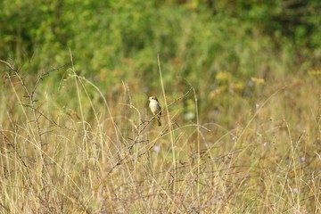 Fototapeta premium Bird on the bush