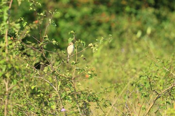 Bird on twig