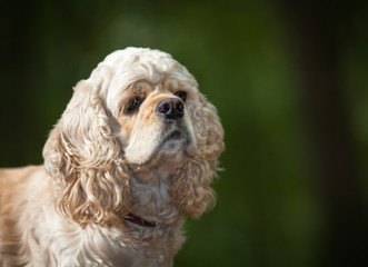 american cocker spaniel