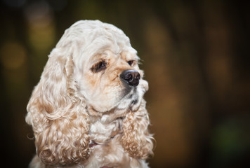 american cocker spaniel