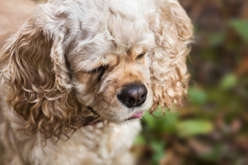 american cocker spaniel