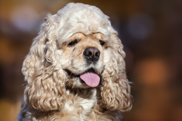 american cocker spaniel