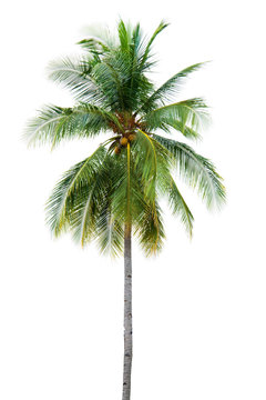 New coconut tree isolate on white