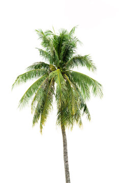 New coconut tree isolate on white