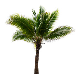 coconut tree isolated on white background 