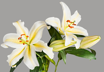 Closeup of two yellow and white tiger lily flowers in bloom, shallow depth of field with focus on the orange stamens of the left flower