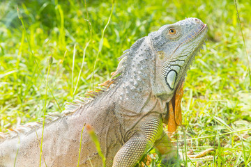 iguana