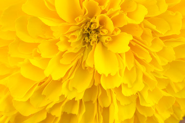 macro of yellow marigold flower background