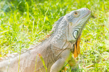 iguana