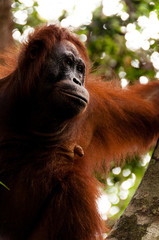 Orang Utan female sitting on a tree in Borneo Indonesia © attiarndt