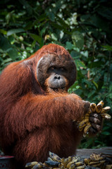 Orang Utan alpha male with bananas in Borneo Indonesia © attiarndt