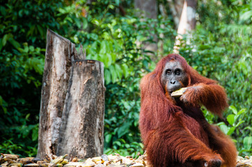 Orang Utan female with bananas in Borneo Indonesia © attiarndt