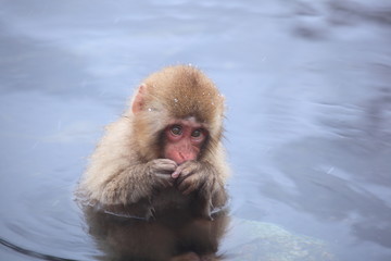 温泉に入る日本猿の子供　長野県山ノ内町