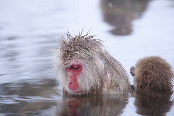 Obraz premium 温泉に入る日本猿 長野県山ノ内町 地獄谷野猿公苑