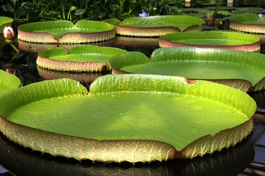 exotic plants
