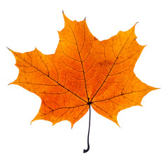 autumn leaf - 90465794