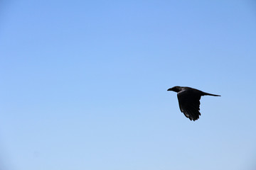 crow