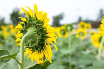 behind sunflower in the garden 