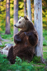 Obraz premium Brown bear in relax