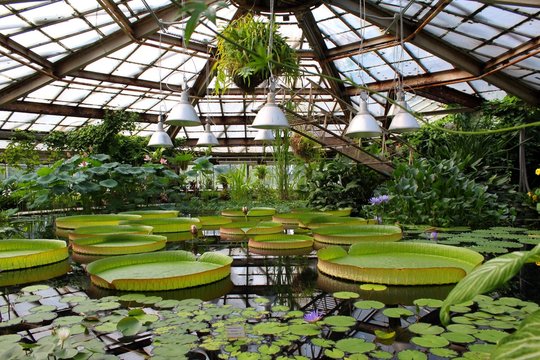 greenhouses and ecotic flowers