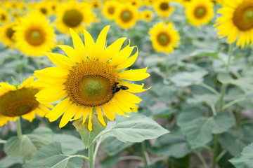 sunflower in the garden with bee
